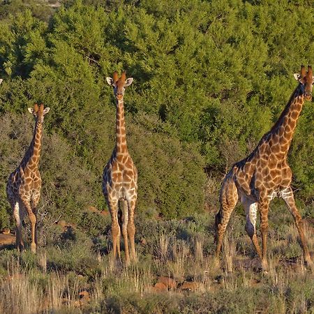 Вилла Ko Ka Tsara Bush Camp Бофорт-Уэст Экстерьер фото